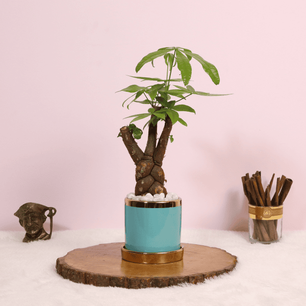 Pachira Money Tree with Blue Ceramic Pot