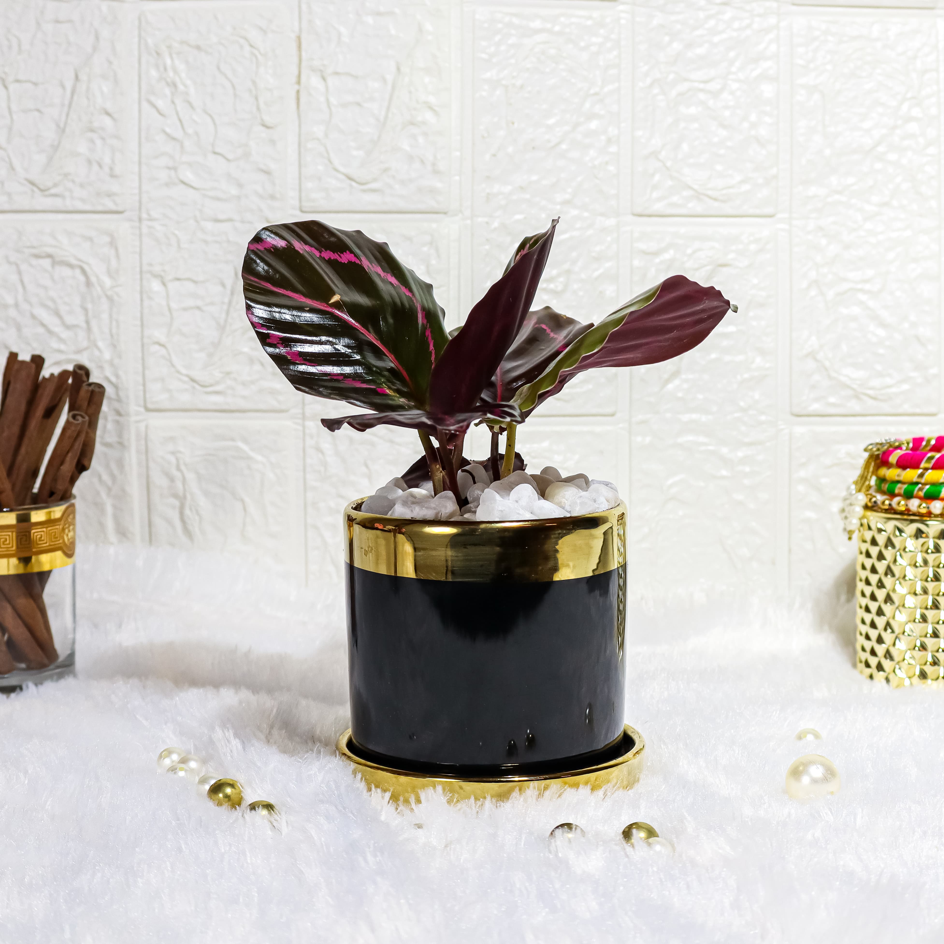 Calathea Dottie Plant In Black & Gold Finished Designer Ceramic Pot