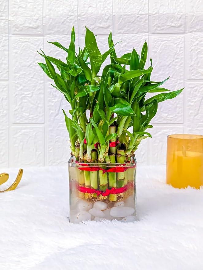 3 Layer Lucky Bamboo Plant with 4x4 Square Glass Pot